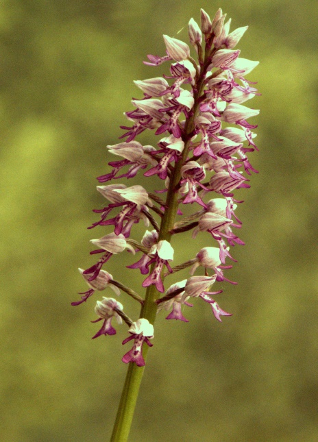 Orchis militaris