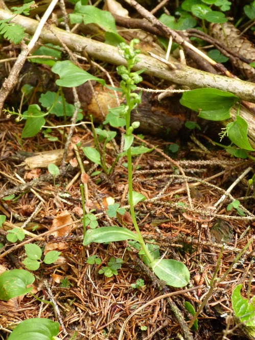 Orchidea Dolomiti Bellunesi