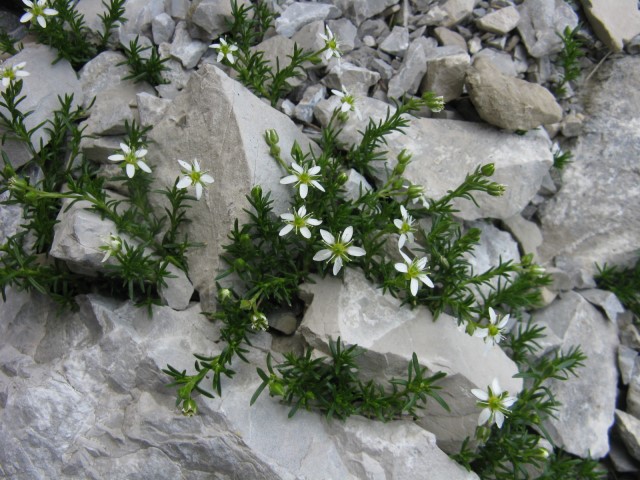 Moehringia ciliatae / Moehringia ciliata