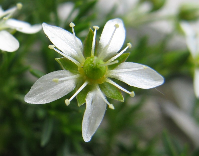 Moehringia ciliatae / Moehringia ciliata