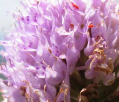 Dolomiti Bellunesi - da determinare- (Traunsteinera globosa)