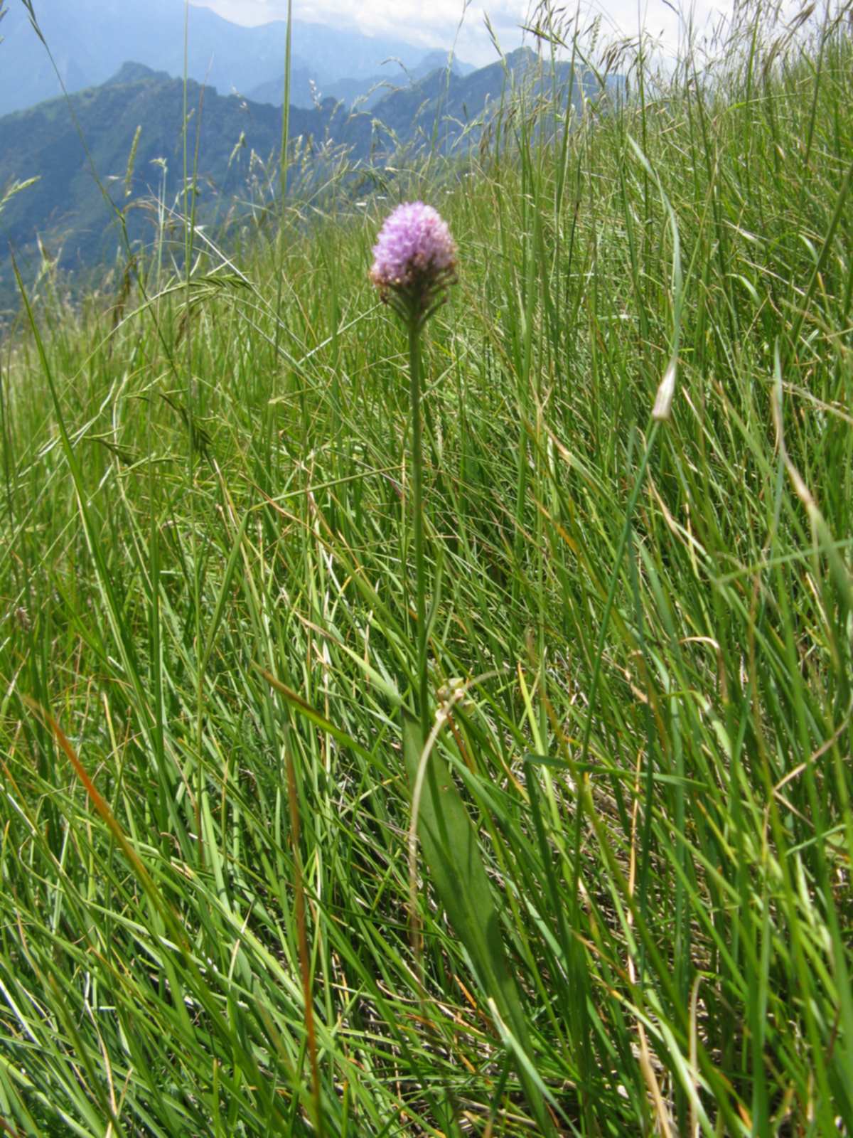 Dolomiti Bellunesi - da determinare- (Traunsteinera globosa)