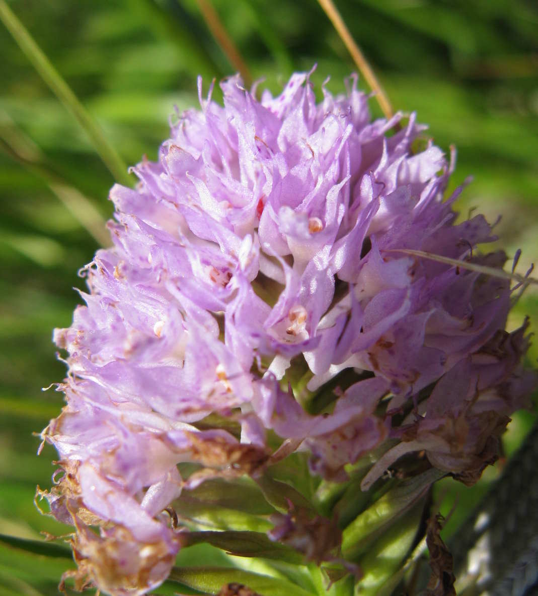 Dolomiti Bellunesi - da determinare- (Traunsteinera globosa)