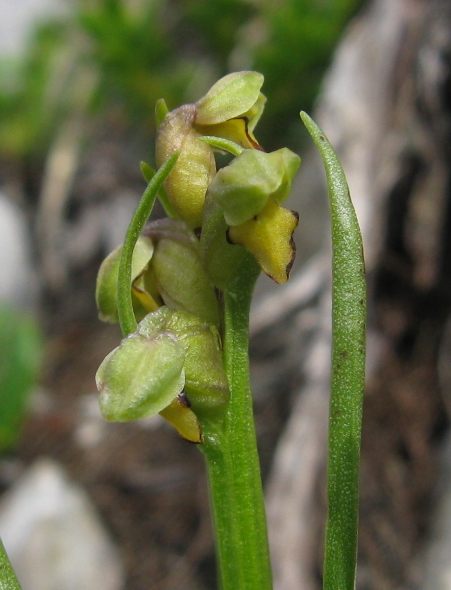 Chamorchis alpina