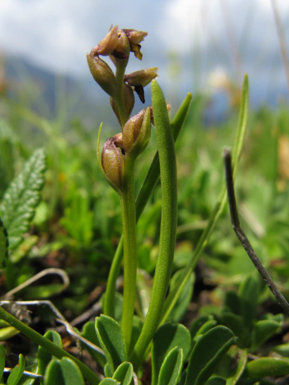 Chamorchis alpina