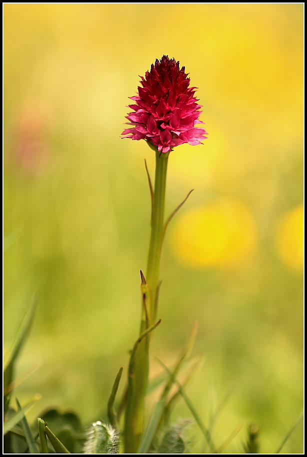 Gymnadenia bicolor