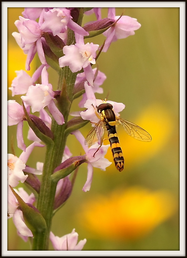 Gymnadenia odoratissima con impollinatore