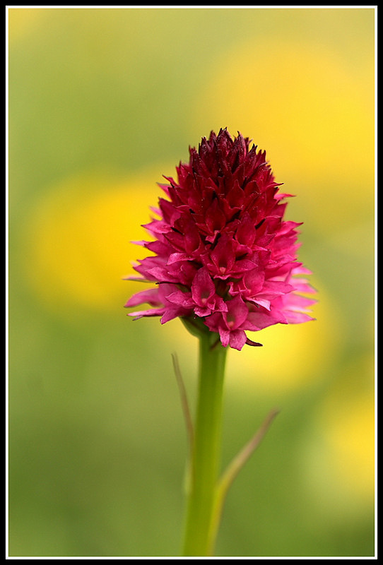 Gymnadenia bicolor