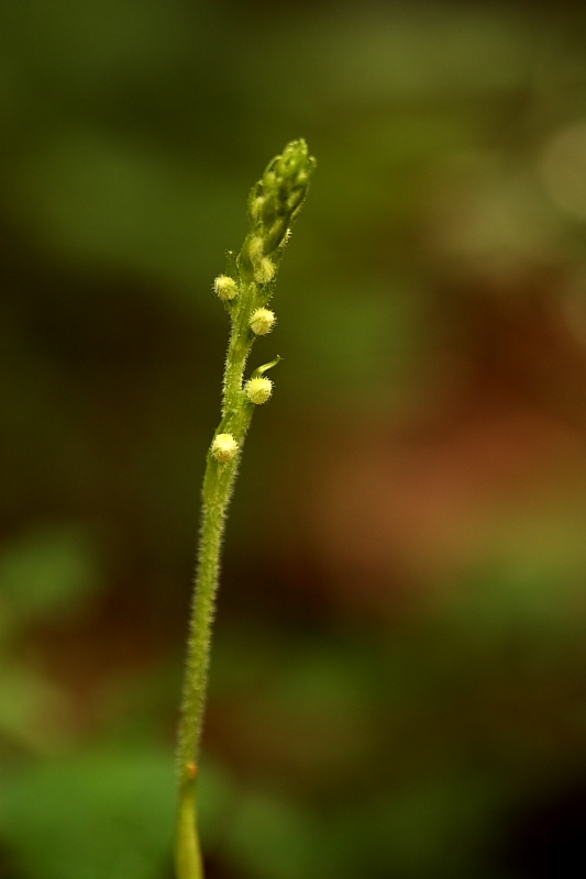 Goodyera repens