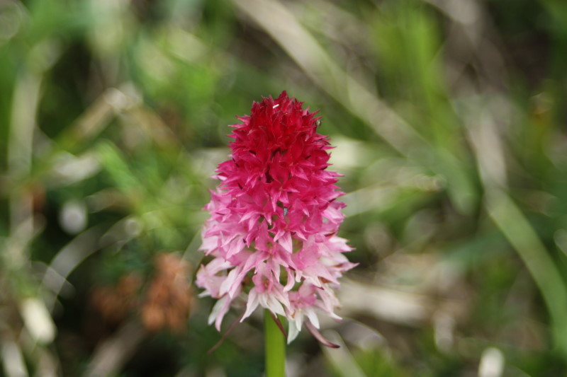 Nigritella: rubra o bicolor?