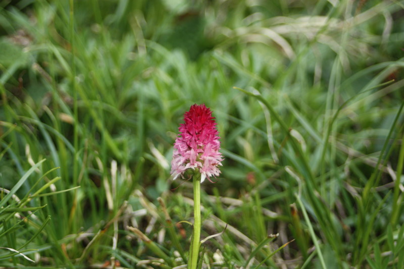 Nigritella: rubra o bicolor?