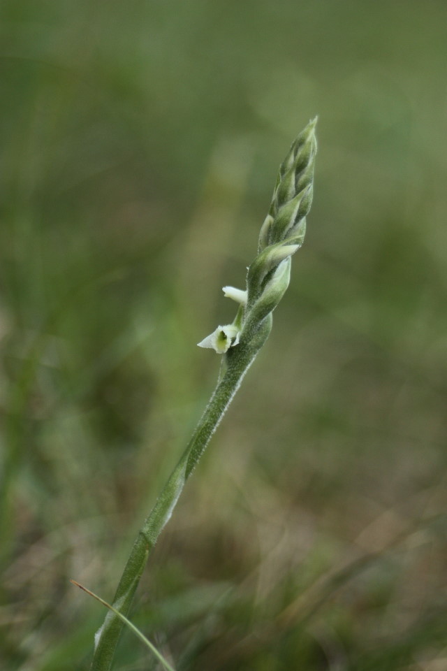 Spiranthes spiralis