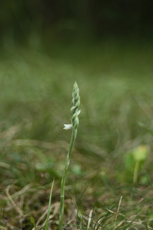 Spiranthes spiralis