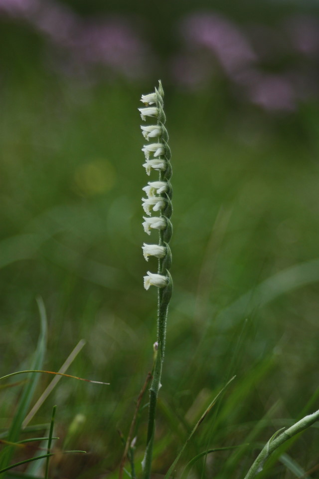 Spiranthes spiralis