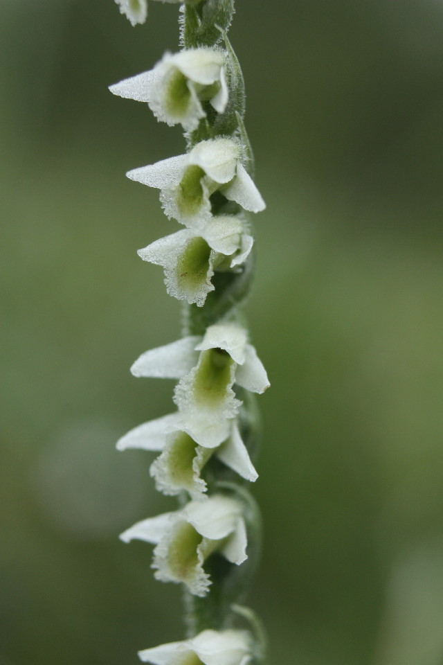 Spiranthes spiralis