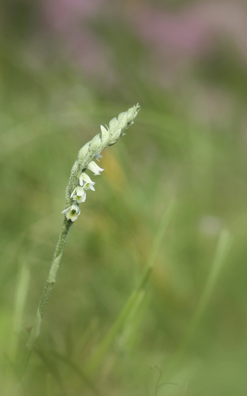 Spiranthes spiralis