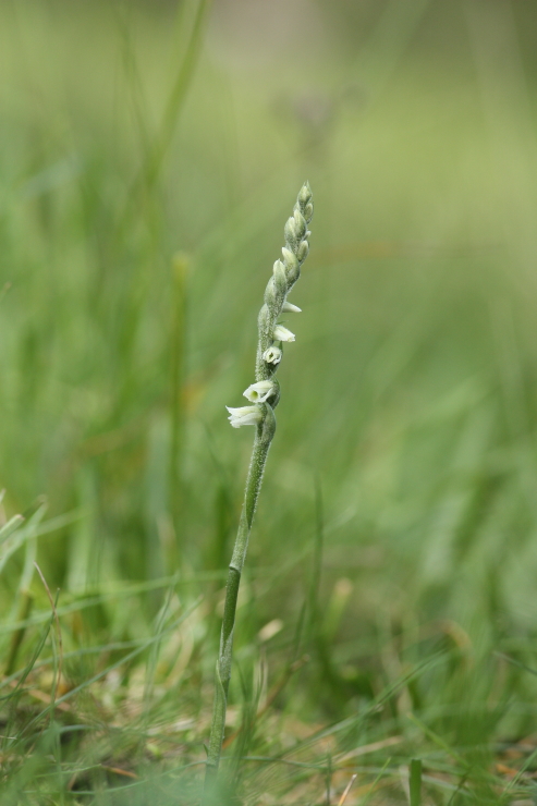 Spiranthes spiralis