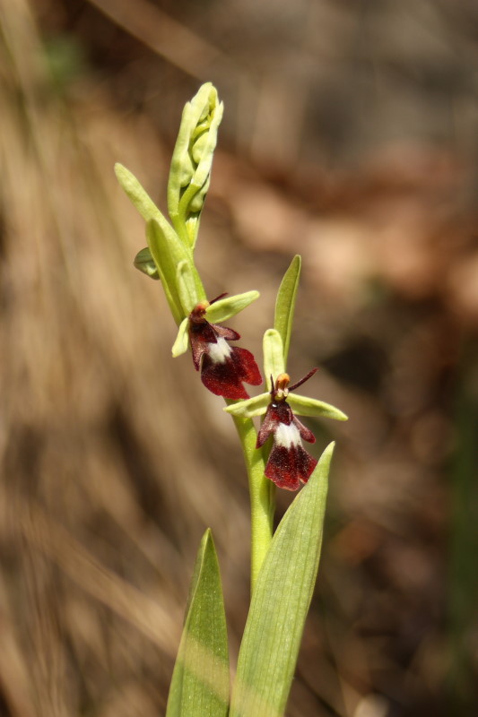 Ophrys insectifera