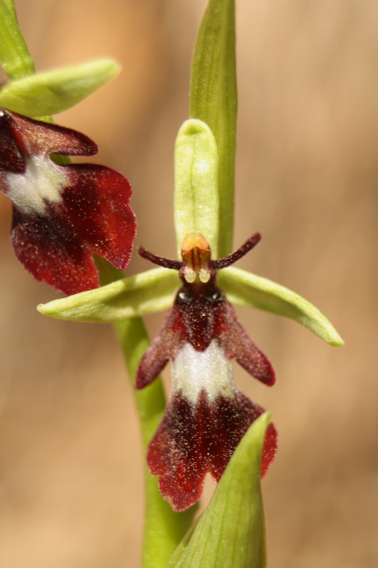 Ophrys insectifera