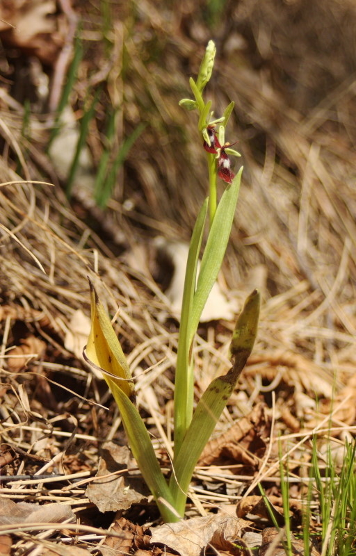 Ophrys insectifera