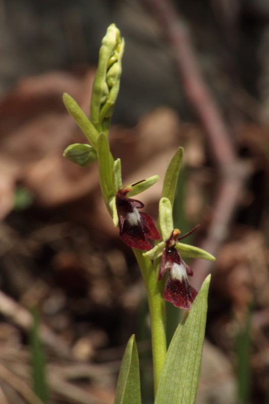 Ophrys insectifera