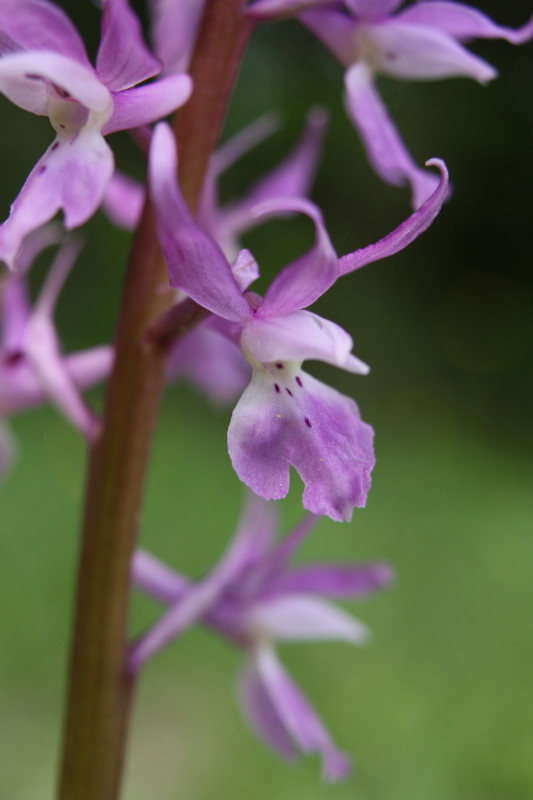 Orchis mascula