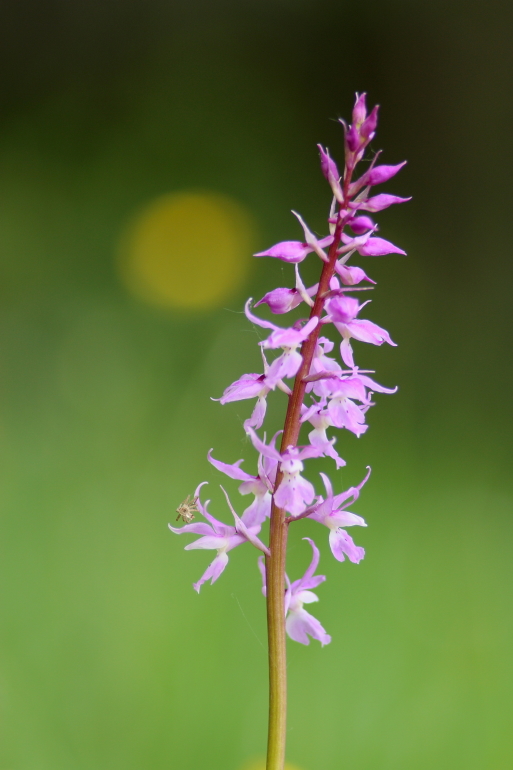 Orchis mascula