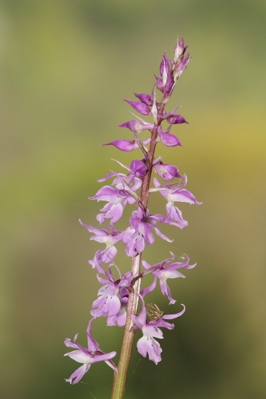 Orchis mascula