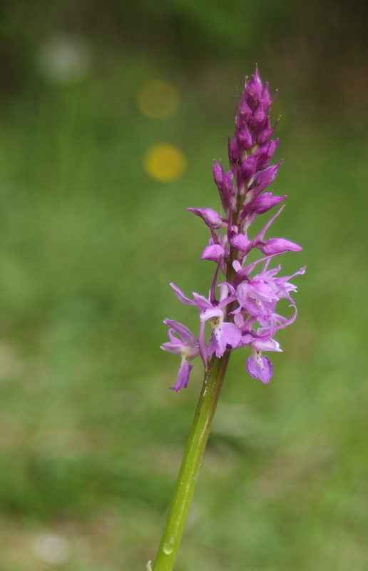 Orchis mascula