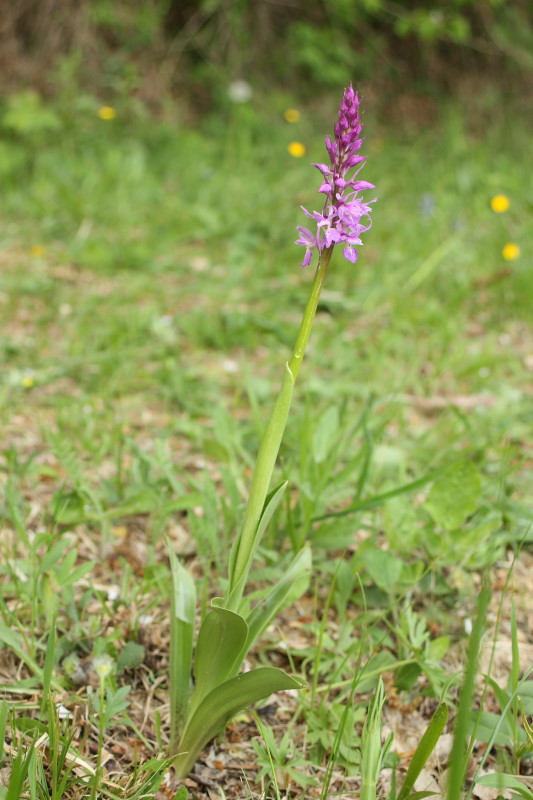 Orchis mascula