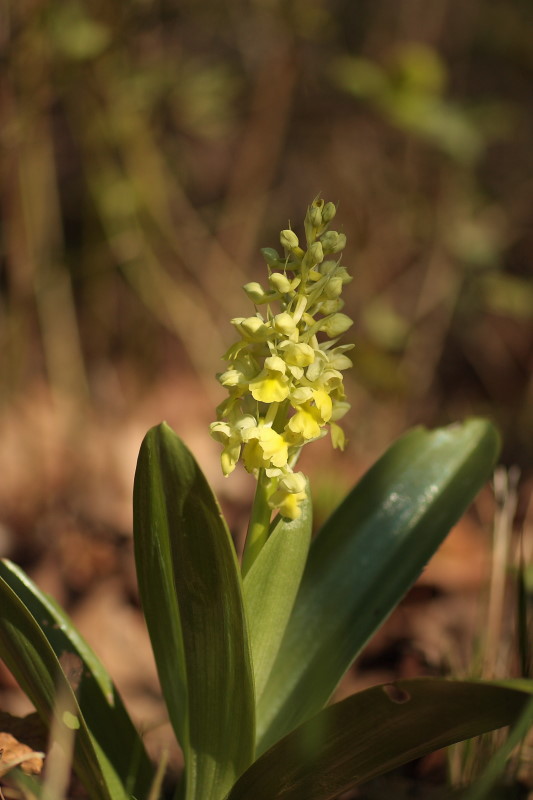 Orchis pallens