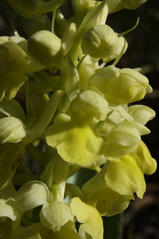 Orchis pallens