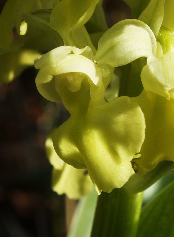 Orchis pallens