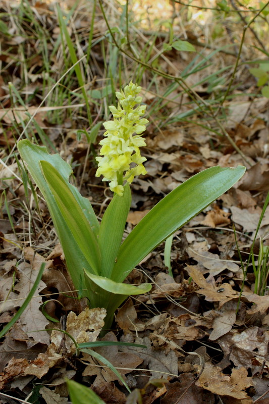 Orchis pallens