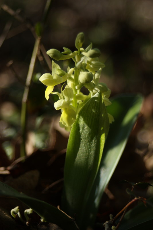 Orchis pallens