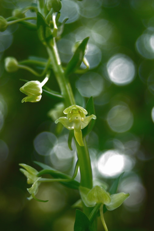 Platanthera chlorantha