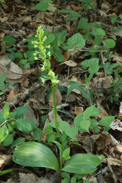 Platanthera chlorantha