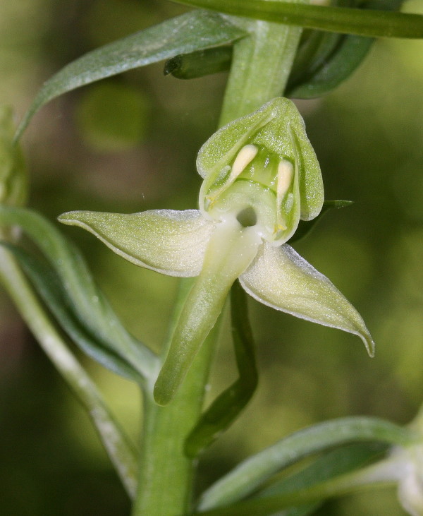 Platanthera chlorantha