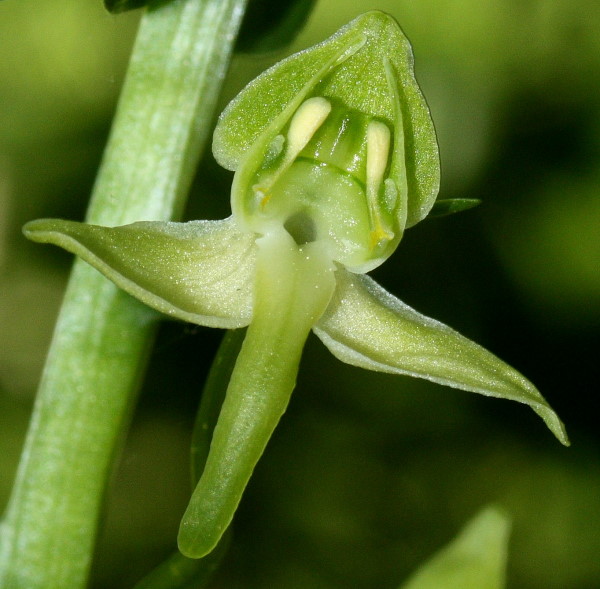 Platanthera chlorantha