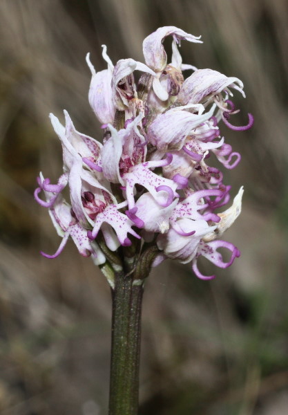 Orchis simia