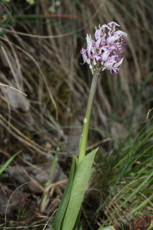 Orchis simia