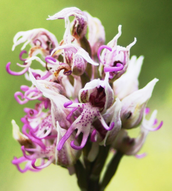 Orchis simia