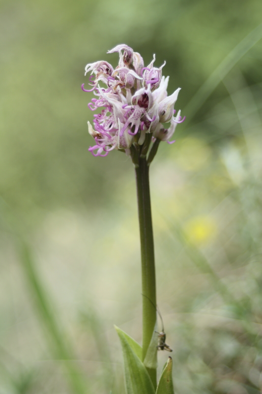 Orchis simia