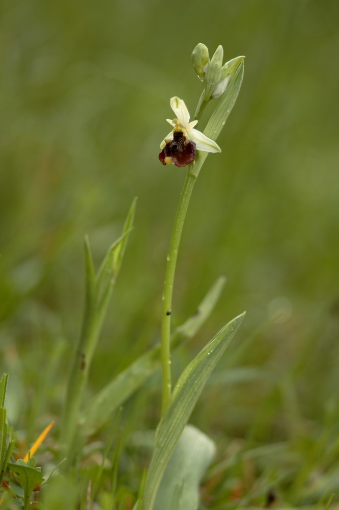 Ophrys holosericea subsp. holosericea