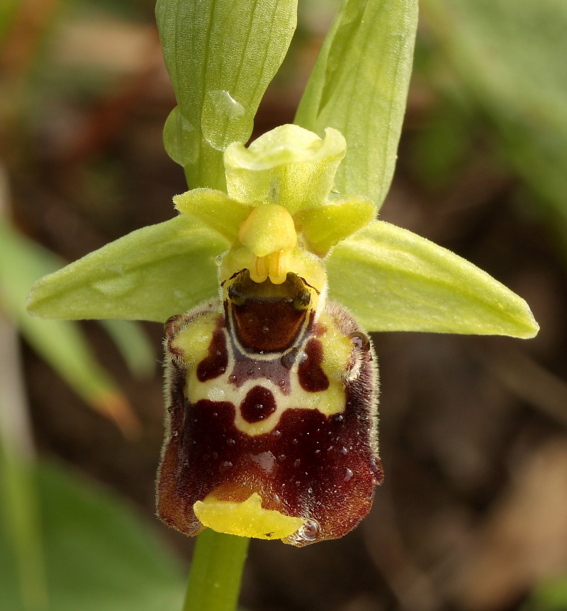 Ophrys holosericea subsp. holosericea