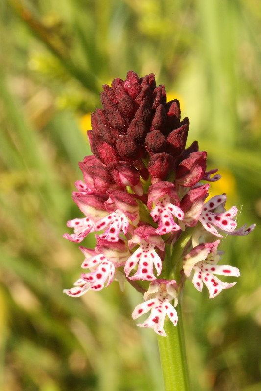 Neotinea ustulata