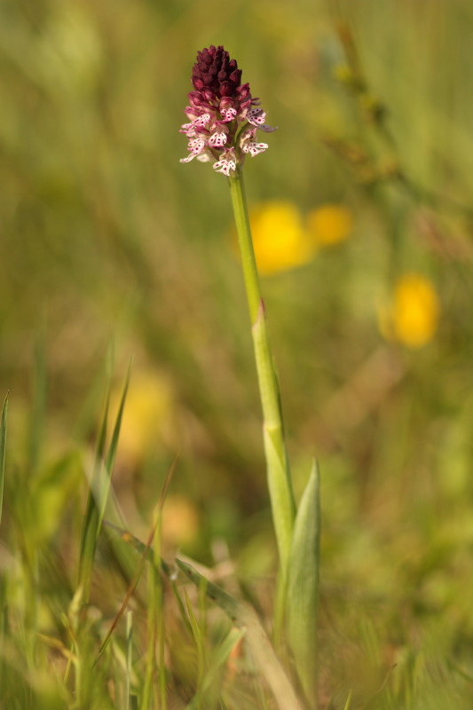 Neotinea ustulata