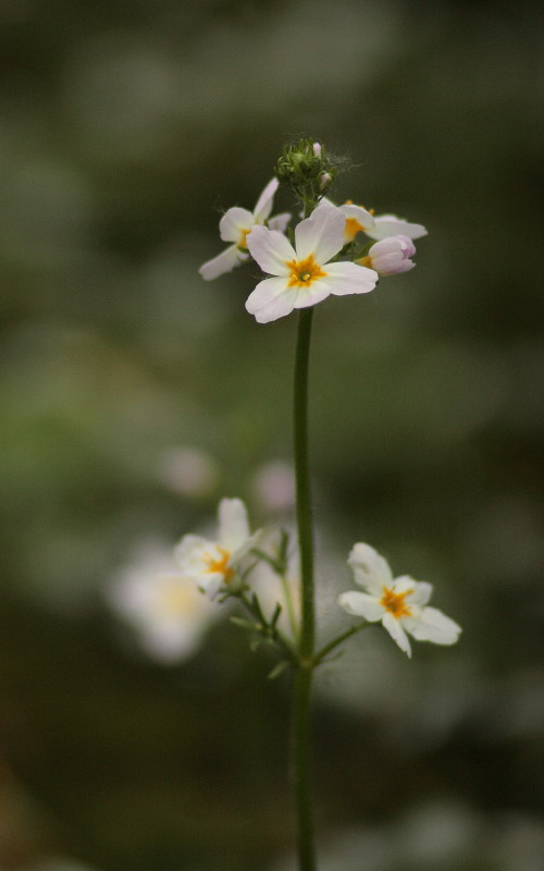 Hottonia palustris L. / Erba scopina