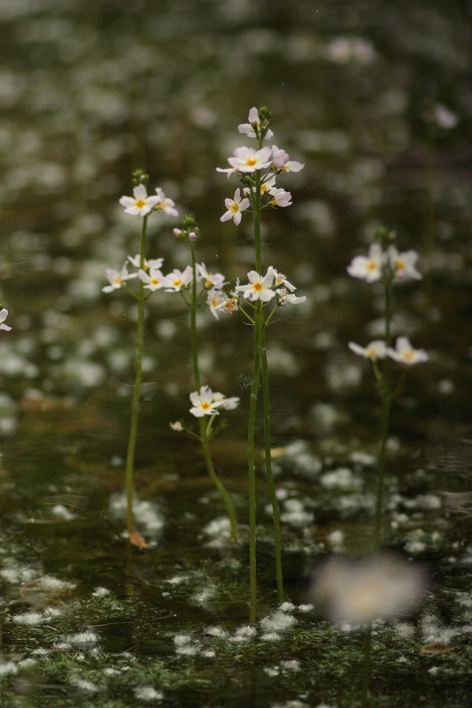 Hottonia palustris L. / Erba scopina