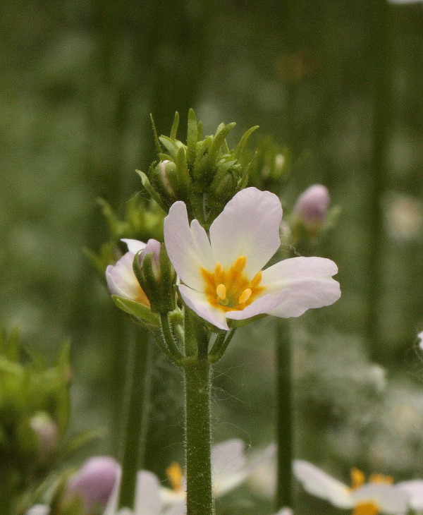 Hottonia palustris L. / Erba scopina